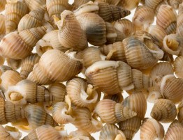 10029_sea_snails