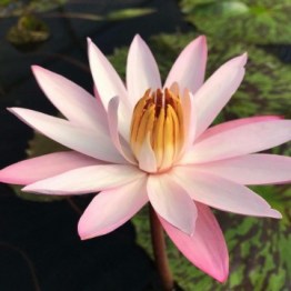 360x1000x0_nymphaea-texas-shell-pink-nelumbogarden-waterlilies-4