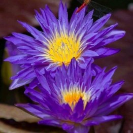 360x1000x0_nymphaea-ultraviolet-nelumbogarden-waterlilies--3