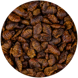Silkworms-600