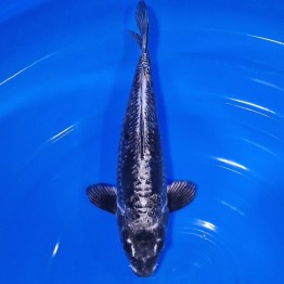 imageedit_14_8412380825